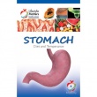 Stomach - Pocket Book