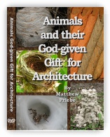 Animals and their God-given Gift for Architecture