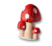 Fungus, How it Effects Our Health